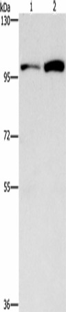 Western Blot analysis of HepG2 and K562 cell using CDC27 Polyclonal Antibody at dilution of 1:750