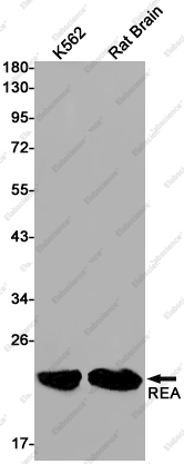 Recombinant RAC3 Monoclonal Antibody - 1