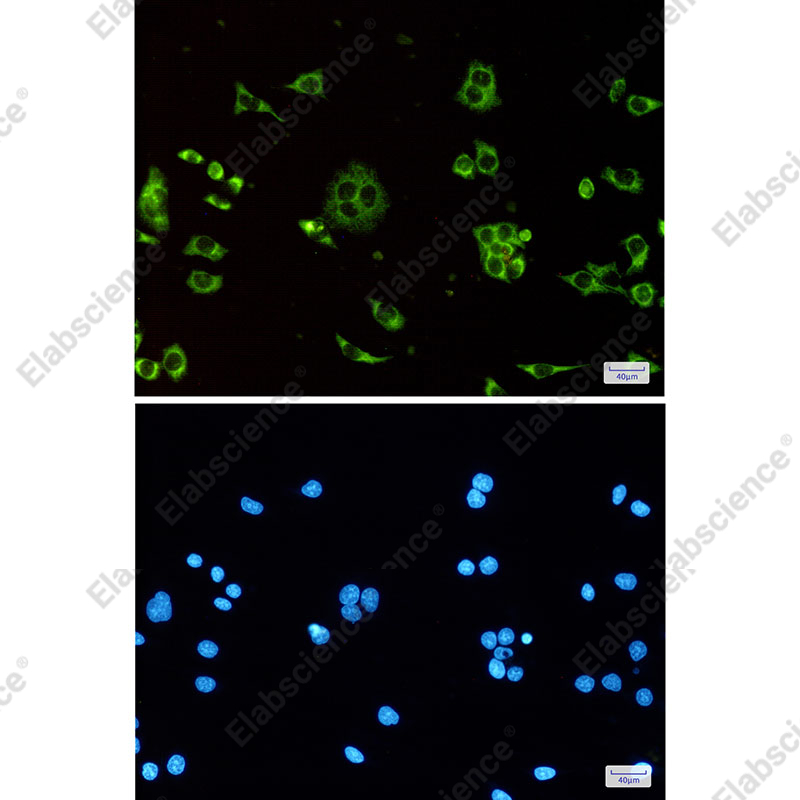Recombinant ATP synthase C Monoclonal Antibody - 2
