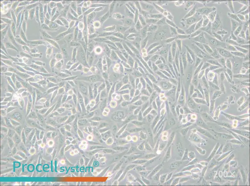 CHO-K1 Cell Complete Medium - small - 6