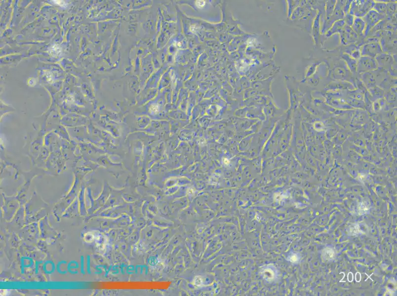 DLD-1 Cell Complete Medium - small - 6