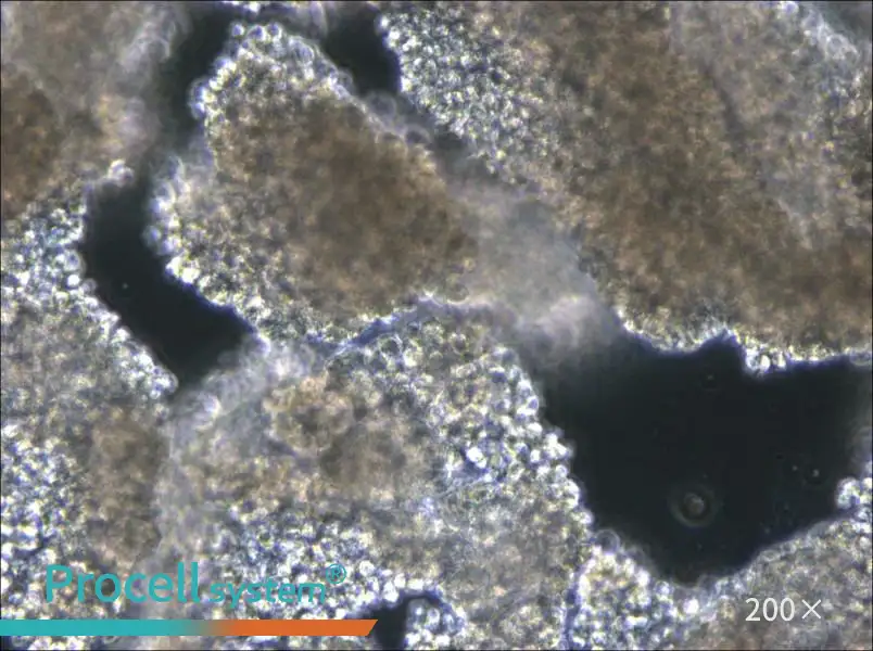 C8166 Cell Complete Medium - 6