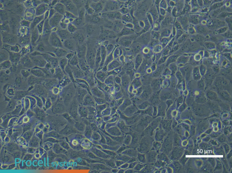Mouse Endometrial Epithelial Cell Complete Medium - 6