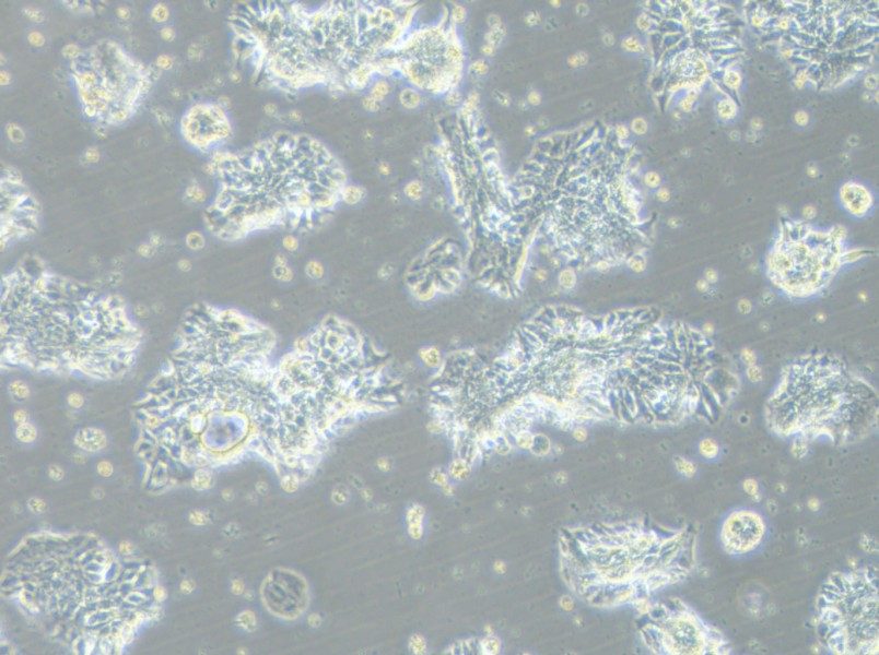 CCK-81 Cell Complete Medium-searchlist-1