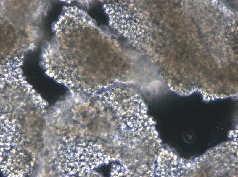 C8166 Cell Complete Medium - small - 6