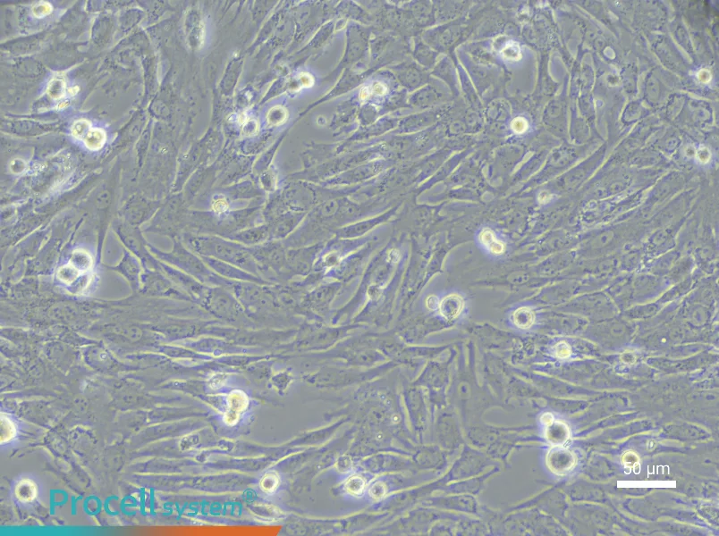 Rabbit Nucleus Pulposus Cell Complete Medium - 6