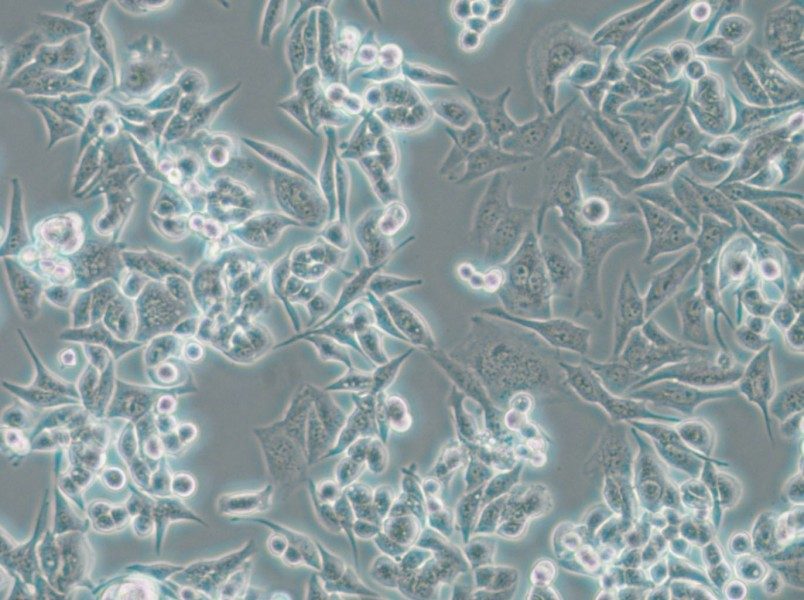 SUIT-2 Cell Complete Medium - small - 4