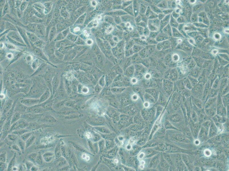 PSN1 Cell Complete Medium - 6