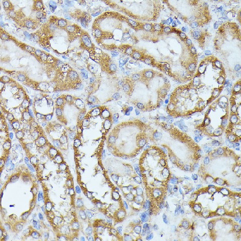 Immunohistochemistry of paraffin-embedded Rat kidney using HAL Polyclonal Antibody at dilution of  1:100 (40x lens).