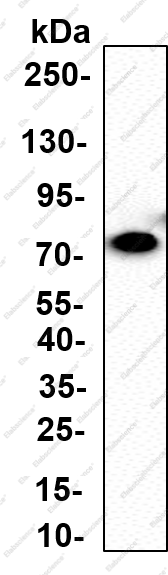 Recombinant Raf-1 (Phospho Ser259) Monoclonal Antibody - 3