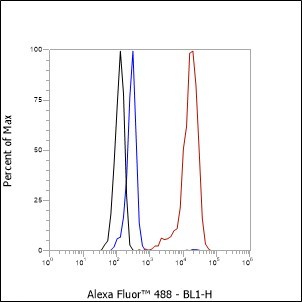 Recombinant CTCFL Monoclonal Antibody - small - 6