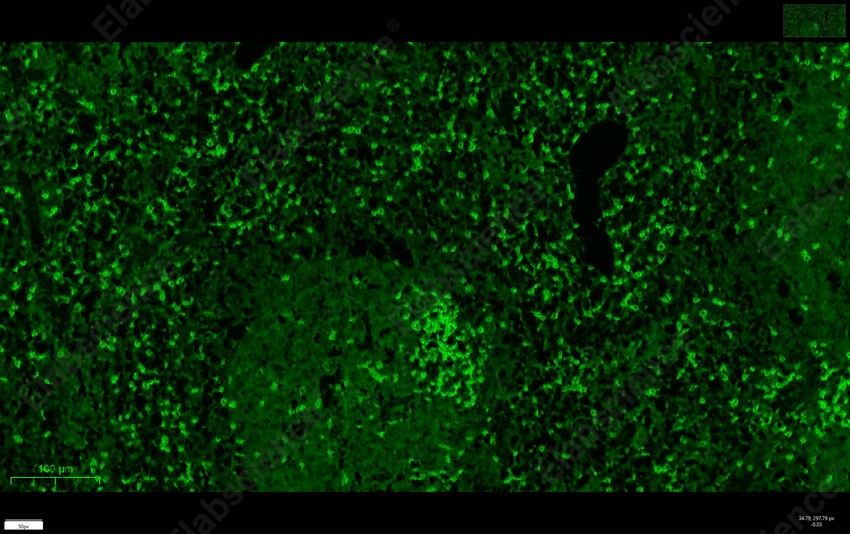 Recombinant CD3e/CD3 epsilon Monoclonal Antibody - 4