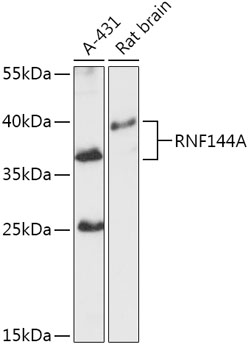 Western blot analysis of extracts of various cell lines using RNF144A Polyclonal Antibody at 1:1000 dilution.