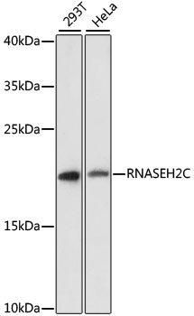 Western blot analysis of extracts of various cell lines using RNASEH2C Polyclonal Antibody at dilution of 1:3000.