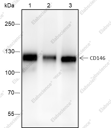 Recombinant CD146 Monoclonal Antibody - 2