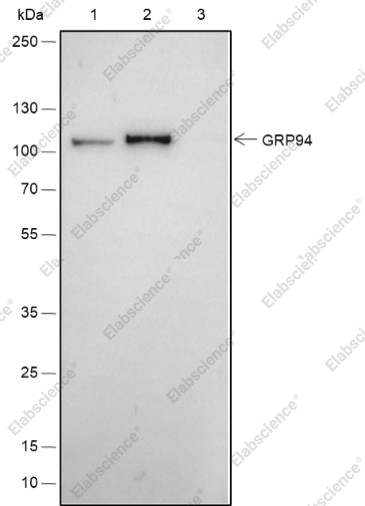 Recombinant GRP94 Monoclonal Antibody - 5