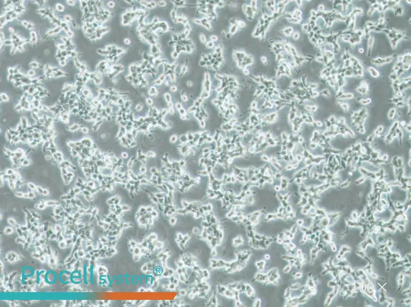 DMS 53 Cell Complete Medium - 1