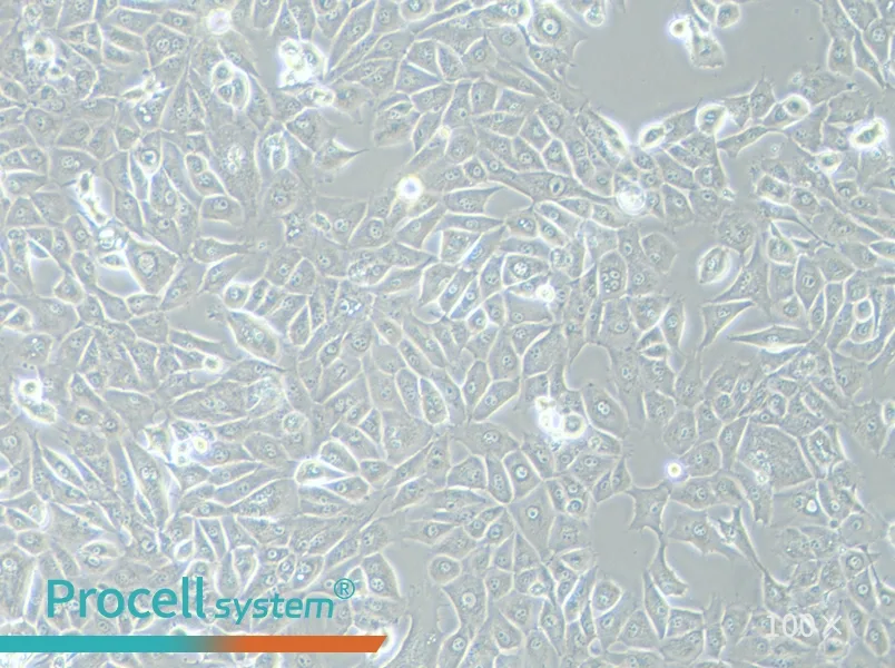 NCI-H226 [H226] Cell Complete MediumNCI-H226 [H226] Cell Complete Medium - 3