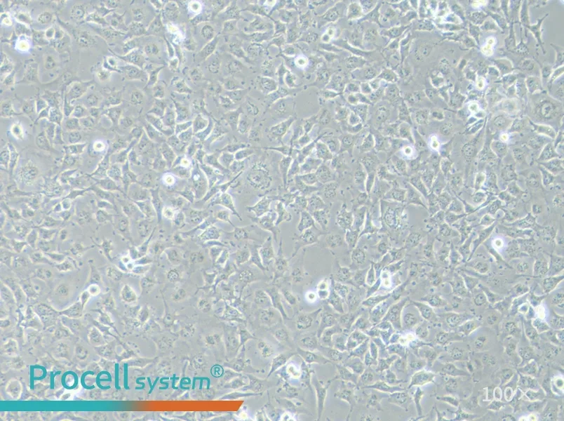 C918 Cell Complete MediumC918 Cell Complete Medium - 3