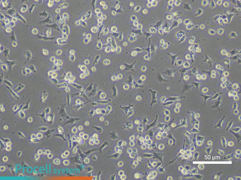 Mouse Peripheral Blood Monocyte Complete Medium - small - 4