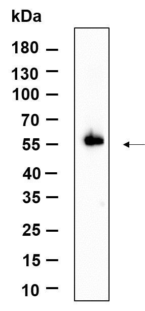 Recombinant STK3 Monoclonal Antibody-searchlist-1