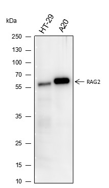 Recombinant RAG2 Monoclonal Antibody - 2