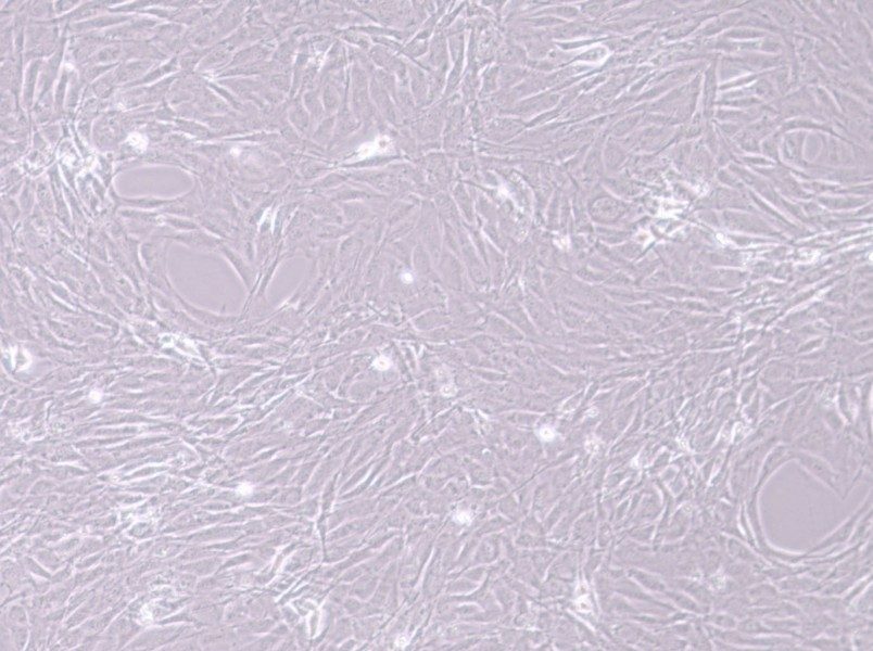 MC3T3-E1 Subclone 24 Cell Complete Medium-searchlist-1