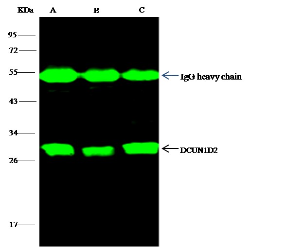 Recombinant DCUN1D2/DCN1-like protein 2 Monoclonal Antibody - small - 2