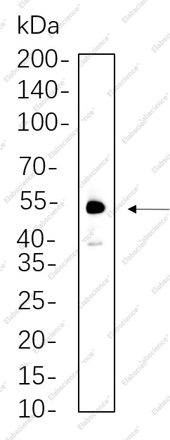 Recombinant XIAP Monoclonal Antibody - 1