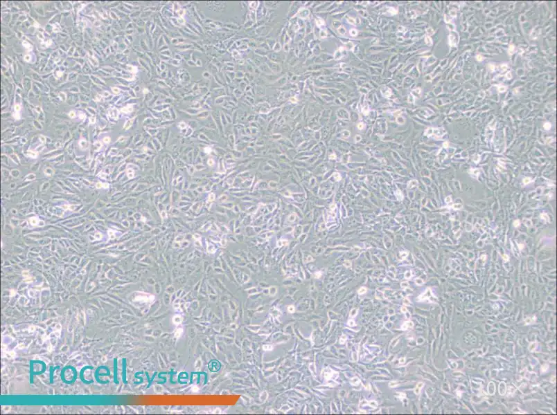 SV40 MES 13 Cell Complete MediumSV40 MES 13 Cell Complete Medium - 2