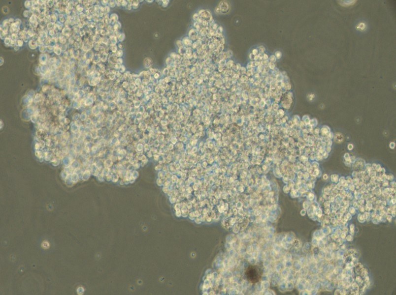 NCI-H716 [H716] Cell Complete Medium - small - 5