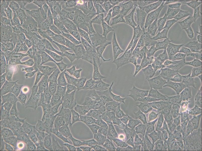 C127 [C-127] Cell Complete Medium - 5