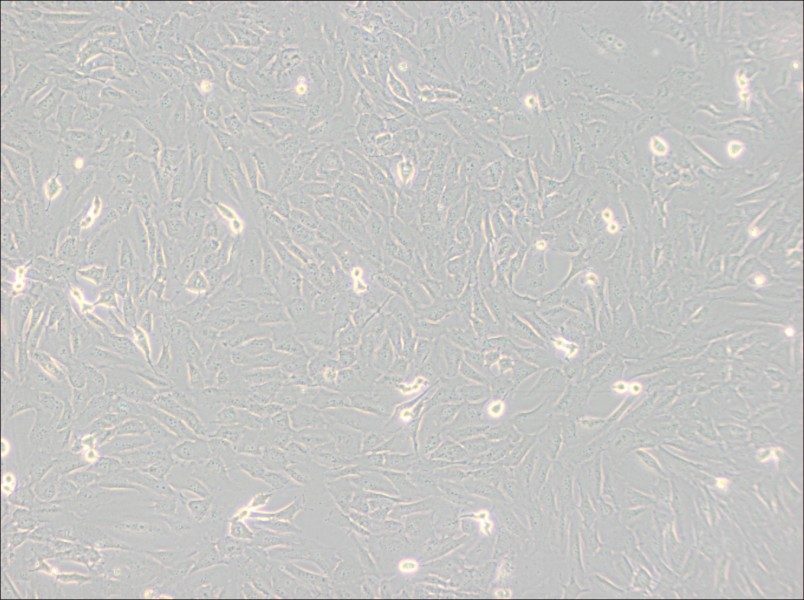SJSA-1 Cell Complete MediumSJSA-1 Cell Complete Medium - 3