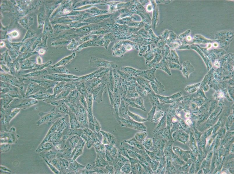 NCI-H647 Cell Complete Medium - 6