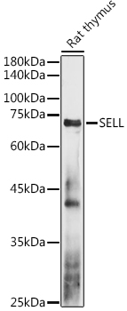 Western blot analysis of extracts of Rat thymus using CD62L/L-Selectin Polyclonal Antibody at 1:1000 dilution.