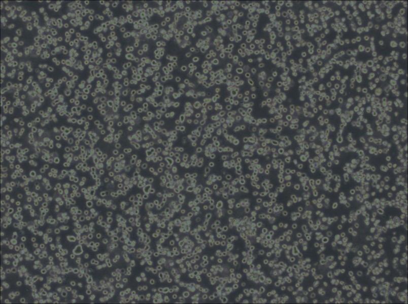 Karpas-299 Cell Complete Medium-searchlist-1