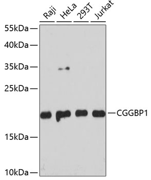 Western blot analysis of extracts of various cell lines using CGGBP1 Polyclonal Antibody at dilution of 1:3000.