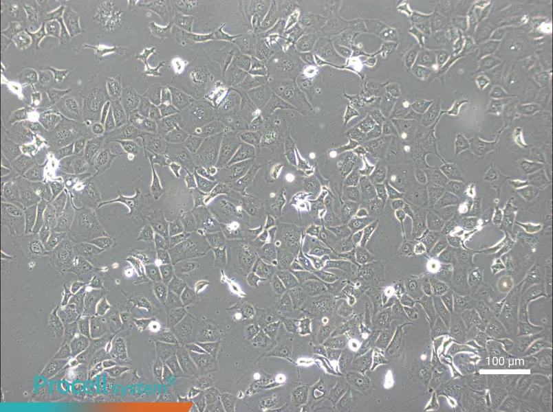 NCI-H1693NCI-H1693 - 2