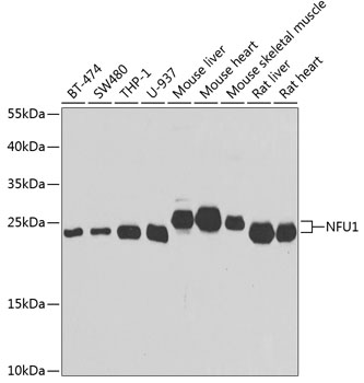 Western blot analysis of extracts of various cell lines using NFU1 Polyclonal Antibody at 1:1000 dilution.