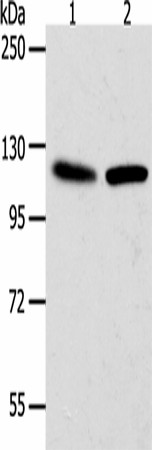 Western blot analysis of Hela cells NIH/3T3 cells  using WDR6  Polyclonal Antibody at dilution of 1:1000