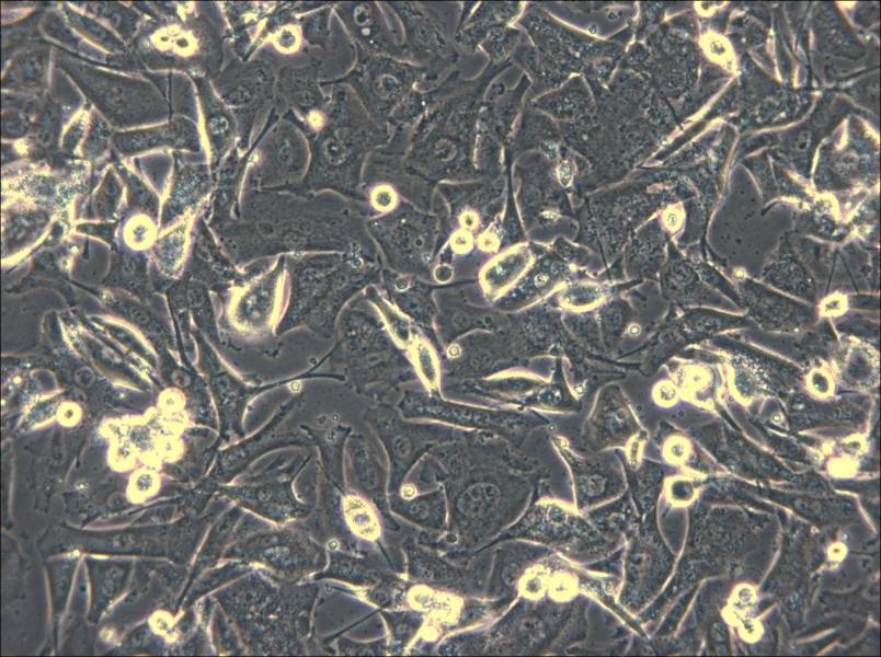 Malme-3M Cell Complete Medium - small - 6