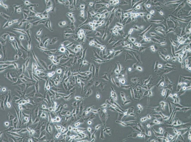 SF-295 Cell Complete Medium - 2