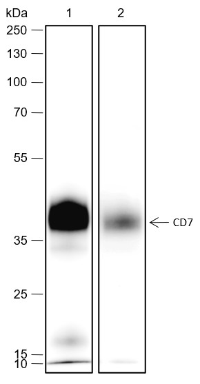 Recombinant CD7 Monoclonal Antibody-searchlist-1
