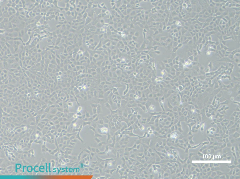 MLE-12MLE-12 - 2