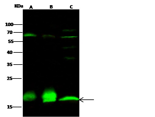 PPIL1 Monoclonal Antibody - small - 3