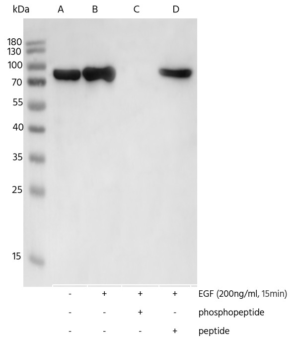 Recombinant Phospho-p90RSK (Thr359, Ser363) Monoclonal Antibody - small - 2