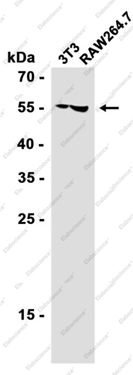 Recombinant Nampt Monoclonal Antibody - 2