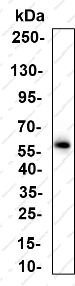 Recombinant CYP2C19 Monoclonal Antibody - 3