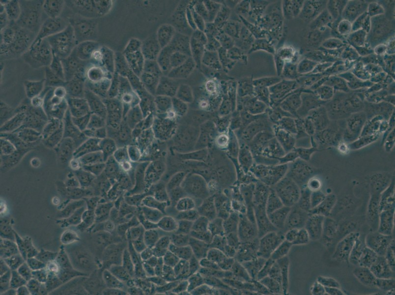 NCI-H522[H522] Cell Complete Medium - 6