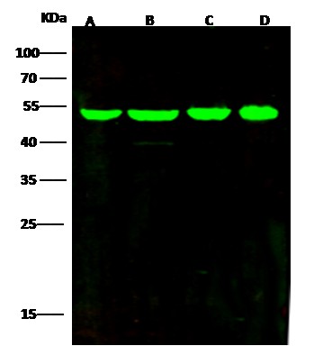 Recombinant ENO3/beta-enolase Monoclonal Antibody - small - 3